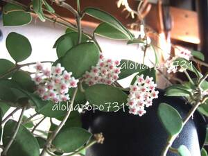 ホヤ　かりん　発根小苗　ポットのまま発送　Hoya nummularioides　ヌンムラリオイデス　香りのよい花が咲きます　サクララン　送料￥110