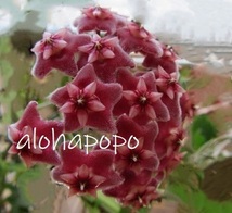 シルバーピンクの花
