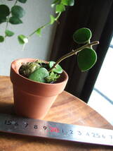 ホヤ　かりん　発根小苗　ポットのまま発送　Hoya nummularioides　ヌンムラリオイデス　香りのよい花が咲きます　サクララン　送料￥110_画像6
