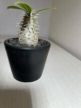 ２株セット！グラキリス 恵比寿大黒　国内実生苗　パキポディウム Pachypodium 塊根植物 ウィンゾリー _画像8