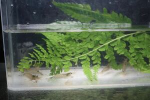  Yamato freshwater prawn 1 pcs sale aquarium . cleaning shop san koke taking . including in a package possible 