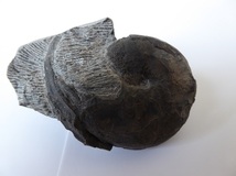 北海道　アンモナイト　ダメシテス　ロストラム付き　化石_画像1