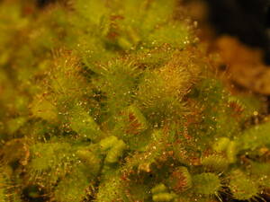 Drosera trinervia 無菌播種株 たくさん！入1鉢 食虫植物 モウセンゴケ ドロセラ