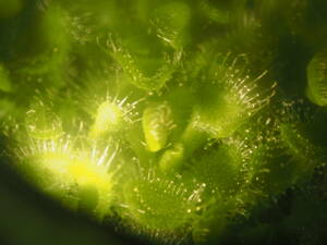 Drosera burmannii Darwin産 無菌播種株 子苗1~4株 ※説明欄要チェック フラスコ苗 食虫植物 モウセンゴケ ドロセラ