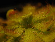 Drosera trinervia 無菌播種株 たくさん！入1鉢 食虫植物 モウセンゴケ ドロセラ_画像9