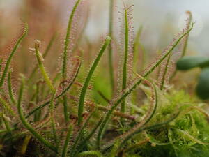 Drosera graminifolia ヤフオク系統 無菌播種株 子株たくさん！入1鉢 食虫植物 モウセンゴケ ドロセラ