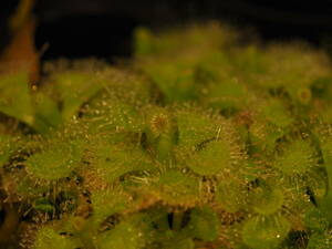 Drosera burmannii Darwin産 無菌播種株 1鉢 食虫植物 モウセンゴケ ドロセラ