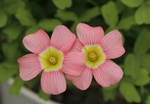 Oxalis obtusa Loli 開花中 蕾付き パキッとしたかわいいピンク色obtusa(*^^*)_画像1