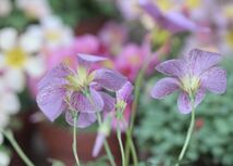 週末お値下げ中♪ Oxalis obtusa lilac苗 開花中 蕾付き 2.5号ポット苗_画像4