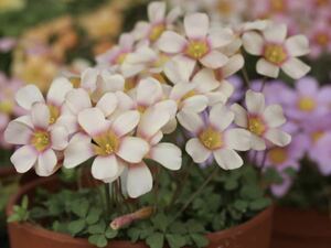 お値下げ中♪ Oxalis obtusa Fox Lady 派手めなお花がかわいいobtusa(o^^o) 送料130円