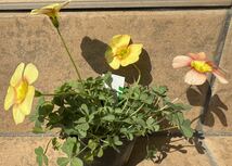 Oxalis obtusa 苗　2品種の混ざり苗　蕾付き開花中_画像1