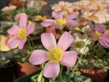 Oxalis obtusa Rouge 艶ピンクの可愛いお花です(*^^*) 球根1球のみ_画像2