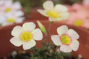 本日から球根の出品 Oxalis obtusa Lemon Ｇreen 綺麗なツヤのあるお花です 球根2球