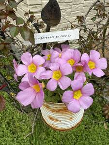  today from bulb. exhibition Oxalis obtusa LC-OT.. pink. many flower .! bulb 3 lamp 