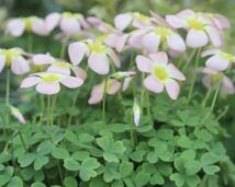 Oxalis obtusa moonrise 目玉焼きカラー♪(#^.^#) 球根3球_画像6