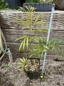 cycas debaoensis サイカス　デバオエンシス　ソテツ