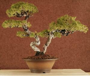  bonsai [ genuine Kashiwa ] mountain ..40 year thread . river genuine Kashiwa Japanese black pin red pine . pine .. pine pine Kashiwa kind 