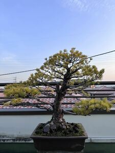  bonsai [... leaf pine ] 60 year large goods thread . river genuine Kashiwa Japanese black pin red pine . pine .. pine pine Kashiwa kind 