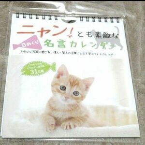 ニャン！とも素敵な日めくり名言カレンダー　31日版　壁掛け　ネコ　 ダイソー