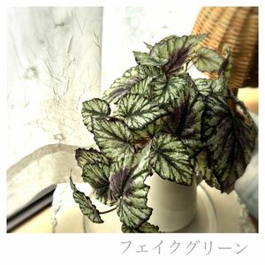 【アスカ】高品質 造花 フェイクグリーン ベゴニアブッシュ
