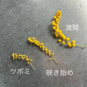 ミモザ ヘッド パーツ ツボミ リース花材 花材 小花 レジン素材 小花 ドライフラワー アカシアの画像3