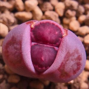 レア　多肉植物　リトープス 紫寿麗玉　1.5cm 抜き苗　1株