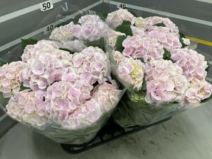 ☆ハイドランジア☆アジサイ☆いちごミルク☆5号鉢☆入荷終了