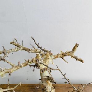 e0011コミフォラ エミニー ベアルート コーデックス 塊根植物 パキプス グラキリス オペルクリカリア アデニアの画像5