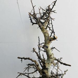 e0031コミフォラ エミニー ベアルート コーデックス 塊根植物 パキプス グラキリス オペルクリカリア アデニア の画像3