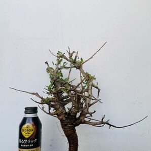n0042ボスウェリア ネグレクタ ベアルート コーデックス パキポディウム パキプス オペルクリカリア コミフォラ 塊根植物 の画像7