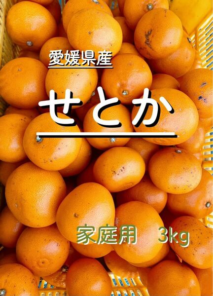 愛媛県産　せとか　家庭用3kg