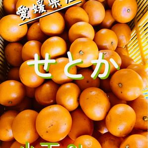 小玉3kg 愛媛県産せとか　家庭用