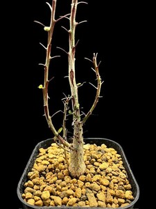 フォークイエリア ファシクラータ/Fouquieria fasciculata
