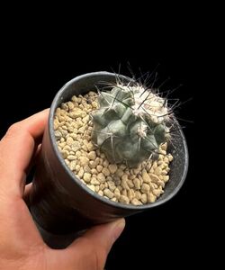 コピアポア モンタナ/Copiapoa montana