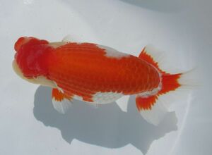 * specialty shop corporation water island golgfish sale * convention for .. opening four -years old fish ( male ) F2-24