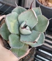 美株 アガベ パリー トランカータ トルンカータ トゥルンカータ Agave parryi var. truncata まだ小さいけど美シルエットの小株♪ _画像2