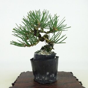 盆栽 松 黒松 樹高 約12cm くろまつ Pinus thunbergii クロマツ マツ科 常緑針葉樹 観賞用 小品 現品