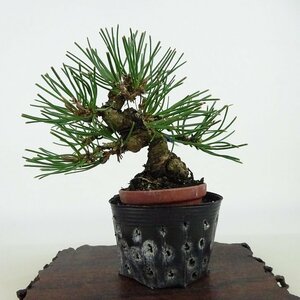  bonsai pine Japanese black pin height of tree approximately 10cm....Pinus thunbergii black matsumatsu. evergreen needle leaved tree .. for small goods reality goods 