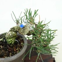 盆栽 松 黒松 樹高 上下 約8cm くろまつ Pinus thunbergii クロマツ マツ科 常緑針葉樹 観賞用 小品 現品_画像7