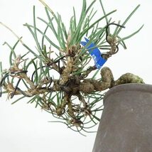 盆栽 松 黒松 樹高 上下 約8cm くろまつ Pinus thunbergii クロマツ マツ科 常緑針葉樹 観賞用 小品 現品_画像6