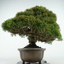 盆栽 真柏 樹高 約24cm しんぱく 高級盆栽 Juniperus chinensis シンパク ジン シャリ ヒノキ科 常緑樹 観賞用 現品_画像4