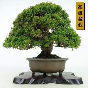 盆栽 真柏 樹高 約24cm しんぱく 高級盆栽 Juniperus chinensis シンパク ジン シャリ ヒノキ科 常緑樹 観賞用 現品