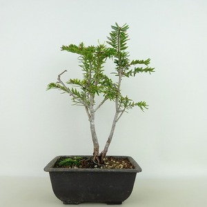 盆栽 松 栂 樹高 約20cm つが Tsuga siebolddii ツガ マツ科 ツガ属 常緑樹 観賞用 小品 現品