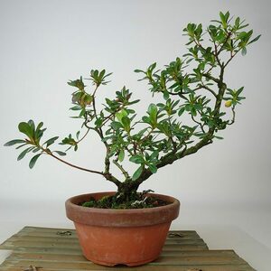 盆栽 皐月 珠翠 樹高 約26cm さつき Rhododendron indicum サツキ ツツジ科 常緑樹 観賞用 現品