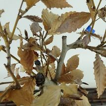 盆栽 山毛欅 ぶな 樹高 約30cm Fagus crenata ブナ ブナ科 落葉樹 観賞用 現品_画像7