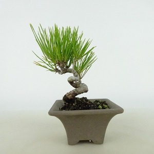 盆栽 松 黒松 樹高 約10～11cm くろまつ Pinus thunbergii クロマツ マツ科 常緑針葉樹 観賞用 小品 数量物 セレクト