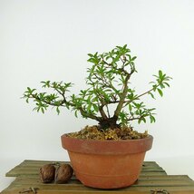 盆栽 皐月 桃香 樹高 約14cm さつき Rhododendron indicum サツキ ツツジ科 常緑樹 観賞用 小品 現品_画像2