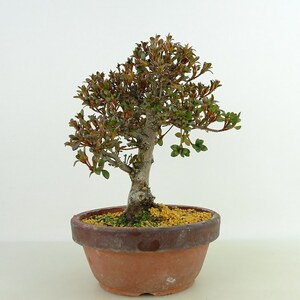  бонсай Rhododendron indicum журавль . высота дерева примерно 18cm satsuki Rhododendron indicum Satsuki азалия . вечнозеленое дерево .. для маленький товар на данный момент товар 