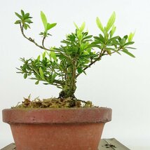 盆栽 皐月 樹高 約12cm さつき Rhododendron indicum サツキ ツツジ科 常緑樹 観賞用 小品 現品_画像3