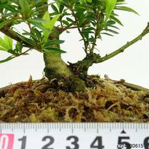 盆栽 皐月 樹高 約12cm さつき Rhododendron indicum サツキ ツツジ科 常緑樹 観賞用 小品 現品_画像6